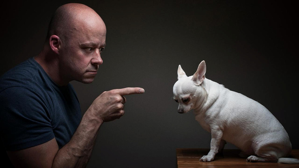 6 мифов, которые бы развенчали собаки, если бы могли говорить