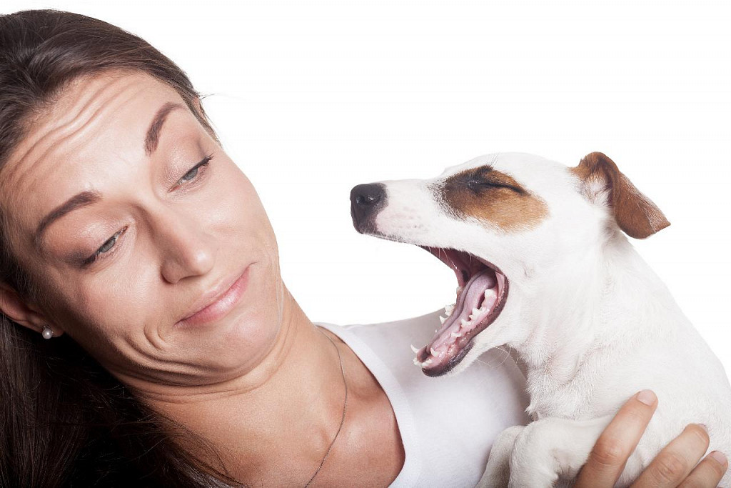 6 мифов, которые бы развенчали собаки, если бы могли говорить
