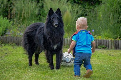 Бельгийская овчарка с ребенком