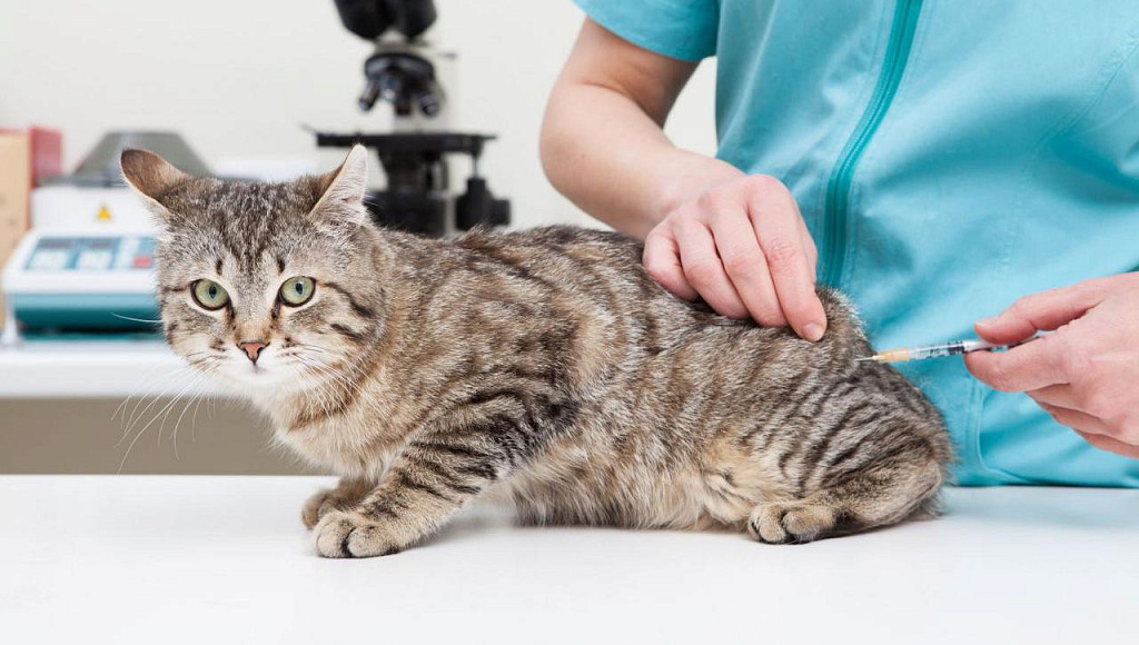 Внутримышечная вакцинация кошки