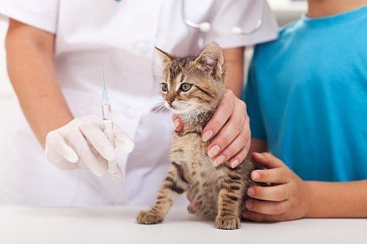Вакцинация кошки является одним из способов профилактики токсоплазмоза