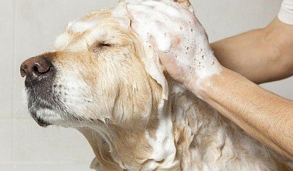 Мытье собаки