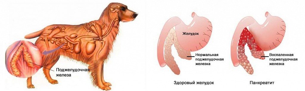 Панкреатит у собак