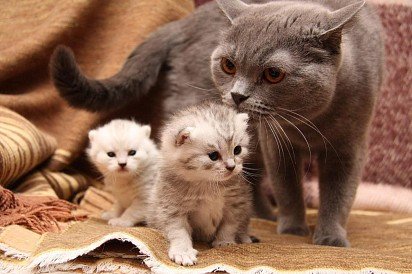 Мама-кошка со своими котятами
