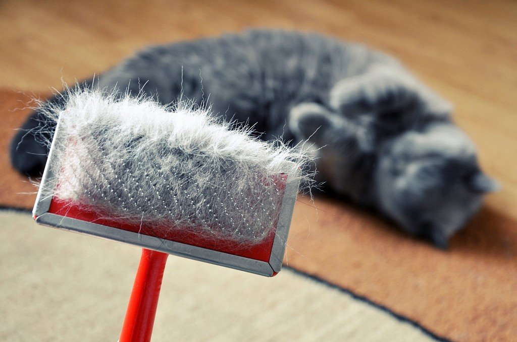 Периодическое вычесывание – одна из мер профилактики перхоти у кошки