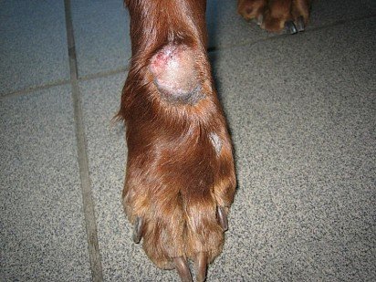 Акральный дерматит у собаки