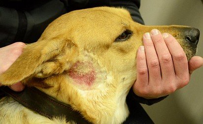 Пиотравматический дерматит у собаки