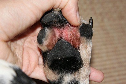 Межпальцевый дерматит у собаки