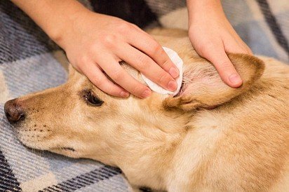 Лечение ушного клеща у собаки