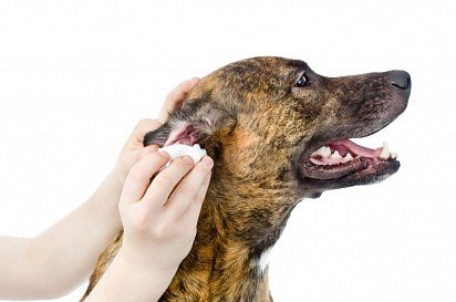 Лечение отита у собаки в домашних условиях