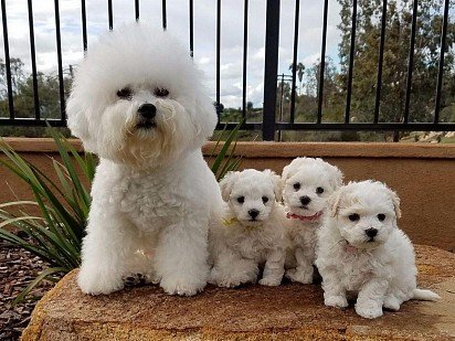 Мама с тремя щенками бишон фризе