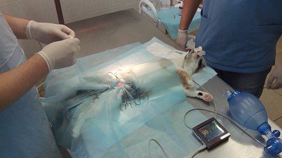 Операция по стерилизации кошки
