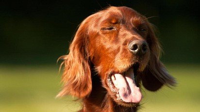 Кашель у собаки может быть вызван аллергической реакцией