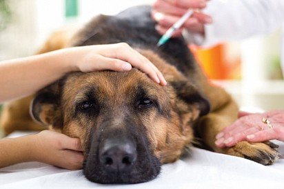 Вакцинация взрослой собаки