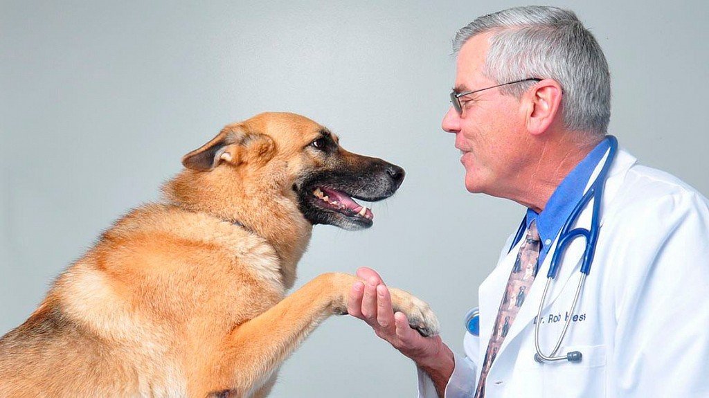 Не забывайте делать вакцинацию и ваша собака будет здорова!