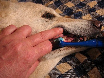 Чистка зубов собаки в домашних условиях