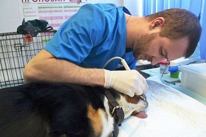 Удаление зубного каменя у собак в клинике