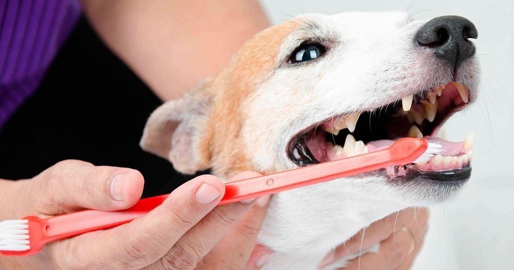 Чистка зубов – необходимая гигиеническая процедура для собак