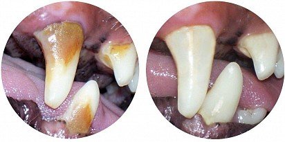 До и после удаления зубного камня у собаки
