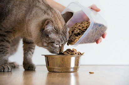 От выбора правильного корма во многом зависит здоровье вашей кошки