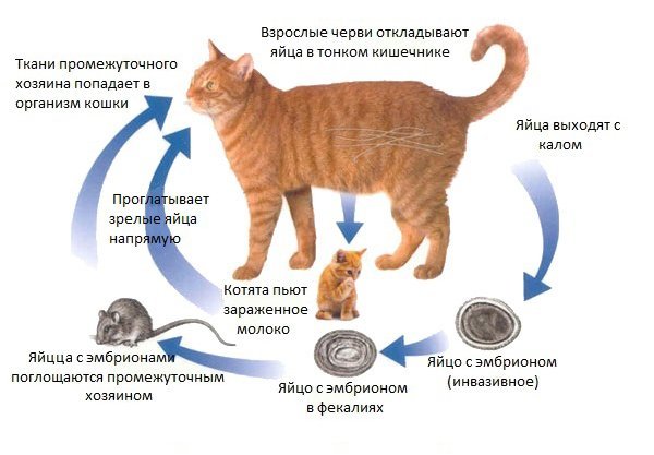 Схема заражения кошки самыми распространенными глистами – круглыми червями, рода аскариды