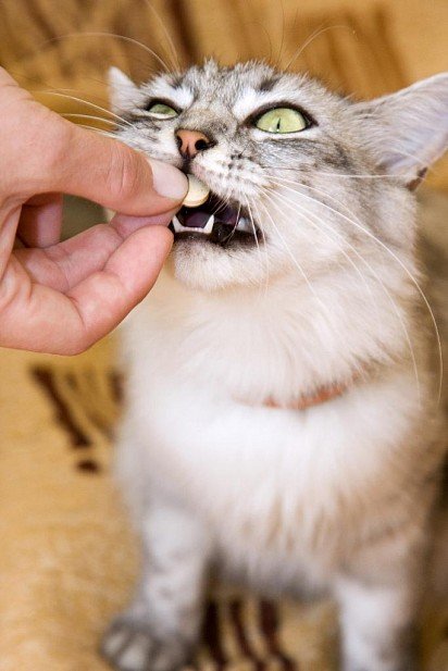 Очень послушный котик, который любит таблетки