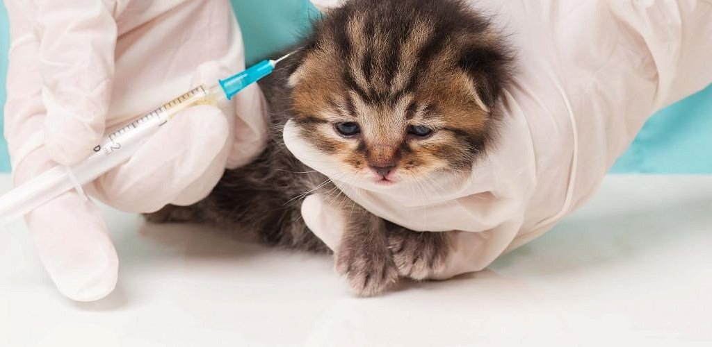 Когда делать прививки котятам