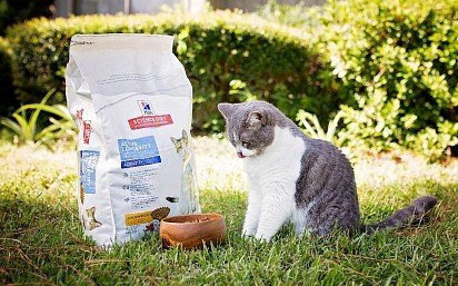 Витамины для кошек в готовых кормах