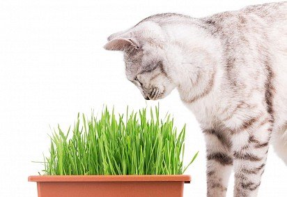 Витаминная травка для кошек