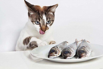 Этот кот предпочитает получать витамины в естественном виде