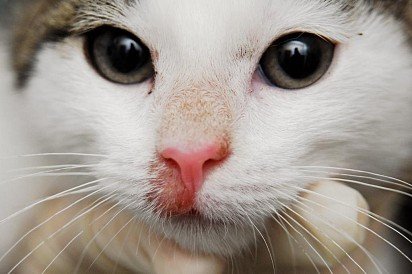 Легкая форма розового лишая на носу кошки