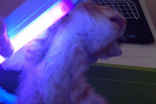 Осмотр кошки с помощью лампы Вуда