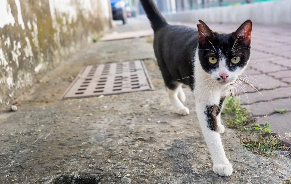 Кошки, свободно разгуливающие по улице, находятся в зоне риска