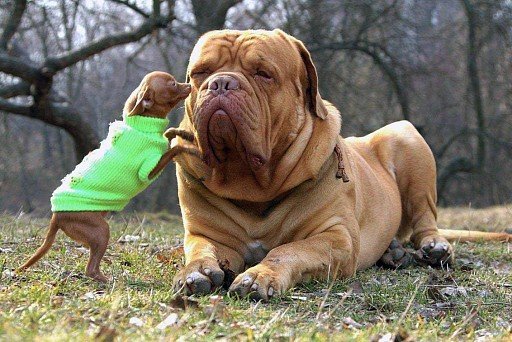 Бордоский дог с маленькой собакой