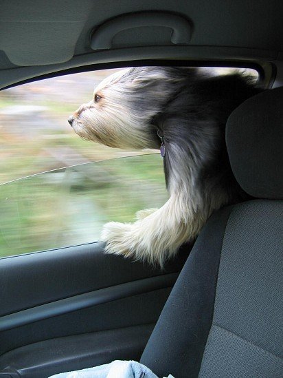 Эта собака определенно любит прокатится с ветерком