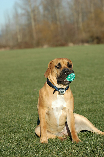 Я поймал мяч