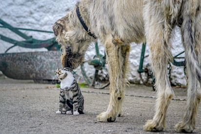 Ирландский волкодав играет с котиком