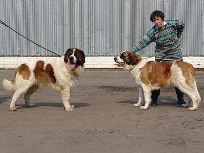 Воспитание московской сторожевой собаки