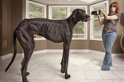 На фото немецкий дог по кличке Зевс, который занесен в книгу Рекордов Гиннеса, как самая большая собака. Его высота в холке составляет 111.8 см.